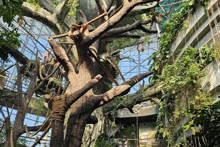 Explore Dubai's Green Planet: Indoor Rainforest Adventure at City Walk photo 5