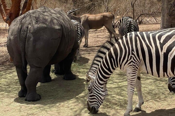 Bandia Reserve & Somone Lagoon Day Tour: Wildlife Safari and Mangrove Boat Trip from Saly
