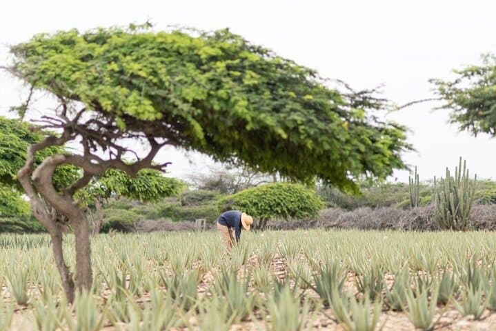 Half-Day Aruba Sightseeing & Beach Tour — California Lighthouse, Casibari & Arashi photo 5
