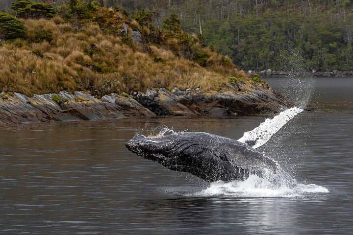 Full-Day Whale Watching & Glaciers Cruise from Punta Arenas photo 2