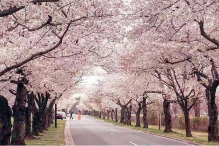 Chicago to Washington D.C. Cherry Blossom 3-Day Tour — Bloom, Monuments & the Hains Point Loop photo 4