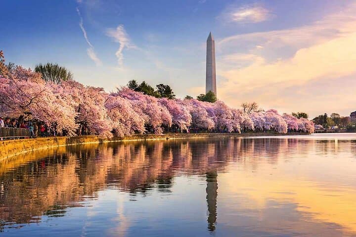 Chicago to Washington D.C. Cherry Blossom 3-Day Tour — Bloom, Monuments & the Hains Point Loop photo 3