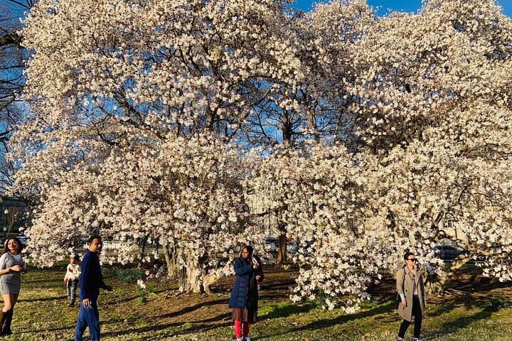 Chicago to Washington D.C. Cherry Blossom 3-Day Tour — Bloom, Monuments & the Hains Point Loop photo 6