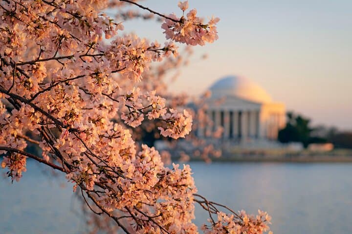 Chicago to Washington D.C. Cherry Blossom 3-Day Tour — Bloom, Monuments & the Hains Point Loop