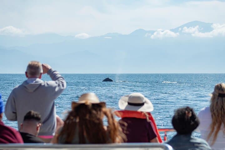 Puerto Vallarta Whale Watching Cruise: Humpbacks, Catamaran Lunch & Bay Views photo 4