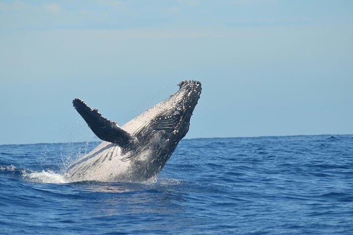 Puerto Vallarta Whale Watching Cruise: Humpbacks, Catamaran Lunch & Bay Views photo 3