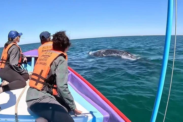 Private Gray Whale Tour from La Paz to Puerto Chale — Small-Group Panga Encounters photo 1