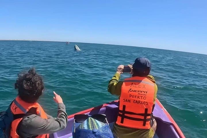 Private Gray Whale Tour from La Paz to Puerto Chale — Small-Group Panga Encounters photo 3