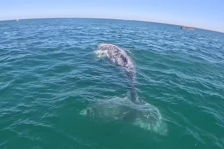Private Gray Whale Tour from La Paz to Puerto Chale — Small-Group Panga Encounters photo 2
