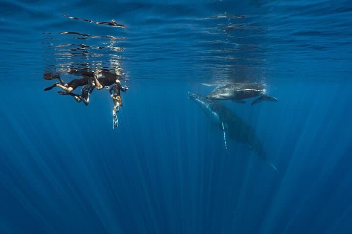 Moorea Shared Whale Expedition: Small-Group Humpback Watching & Snorkel photo 2