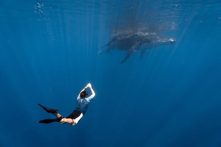 Moorea Shared Whale Expedition: Small-Group Humpback Watching & Snorkel photo 3