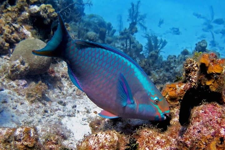 Luxury Sail & Snorkeling in Bonaire — Klein Bonaire Marine Park Day Trip photo 3