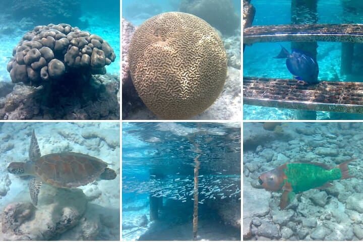 Luxury Sail & Snorkeling in Bonaire — Klein Bonaire Marine Park Day Trip photo 4