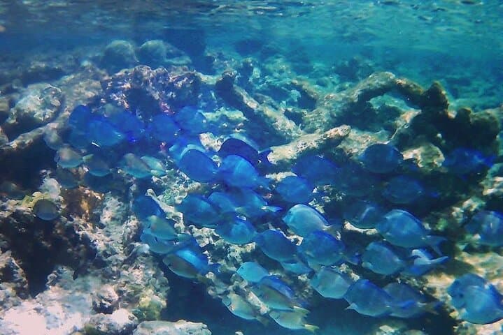 Luxury Sail & Snorkeling in Bonaire — Klein Bonaire Marine Park Day Trip photo 5