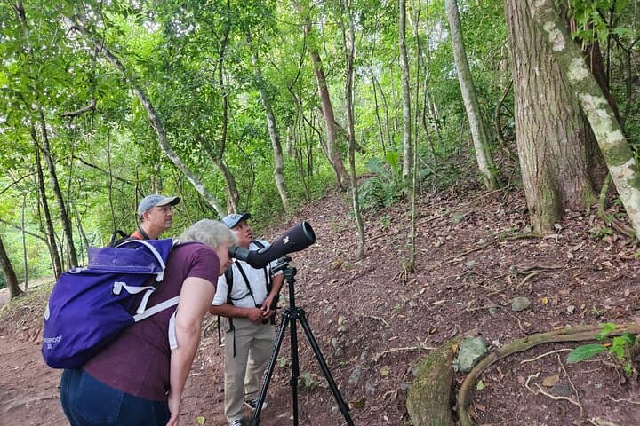 San Ignacio Resort Hotel Birdwatching: 90-Minute Jungle Backyard Tour photo 5