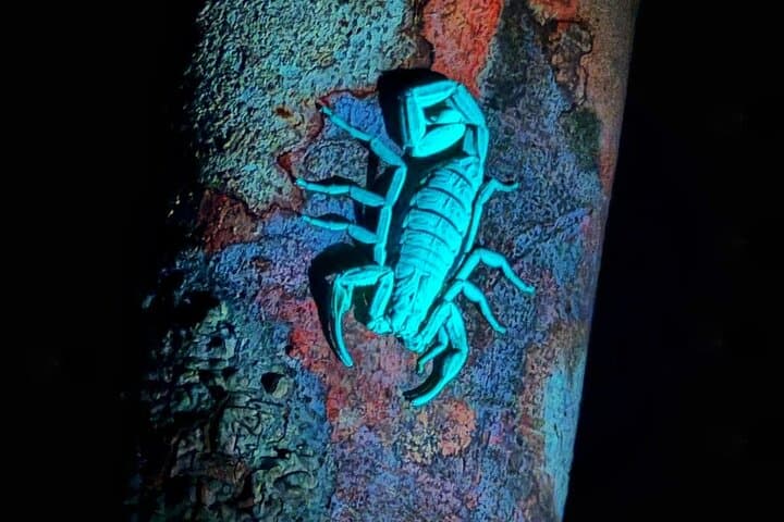San Ignacio Night Hike: Critters of the Night & Maya Chultun Tour photo 3