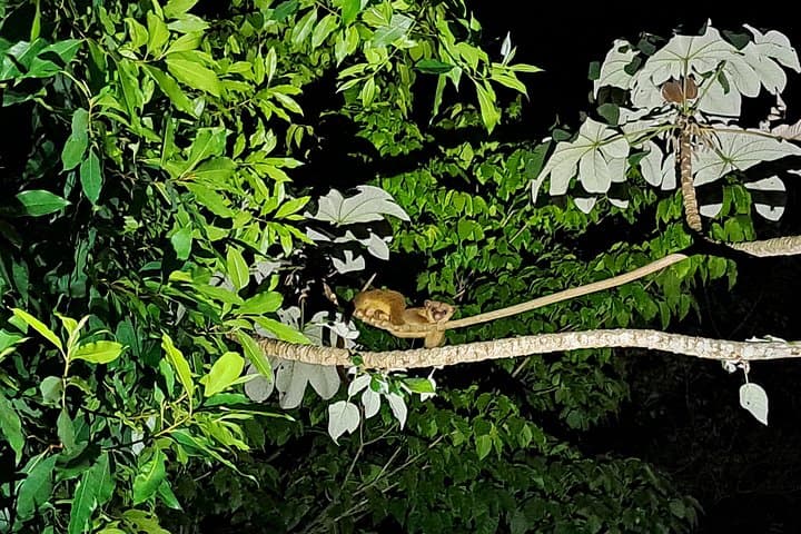 San Ignacio Night Hike: Critters of the Night & Maya Chultun Tour photo 4