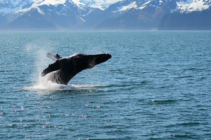 Spring Gray Whale Watching in Resurrection Bay: Half-Day Wildlife Cruise from Seward