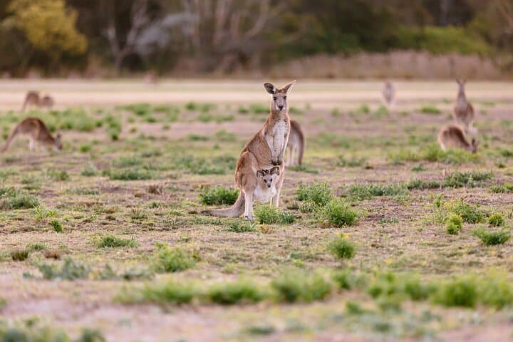 Gold Coast Day Tour from Brisbane: Wildlife Encounters, SkyPoint Lunch & Springbrook Rainforest photo 6