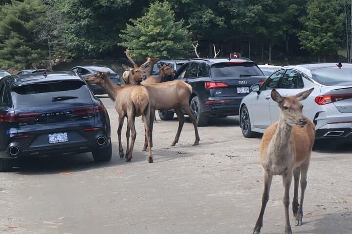 Omega Park Wildlife Safari: Day Trip from Montreal to See Deer, Bison & Wolves photo 4