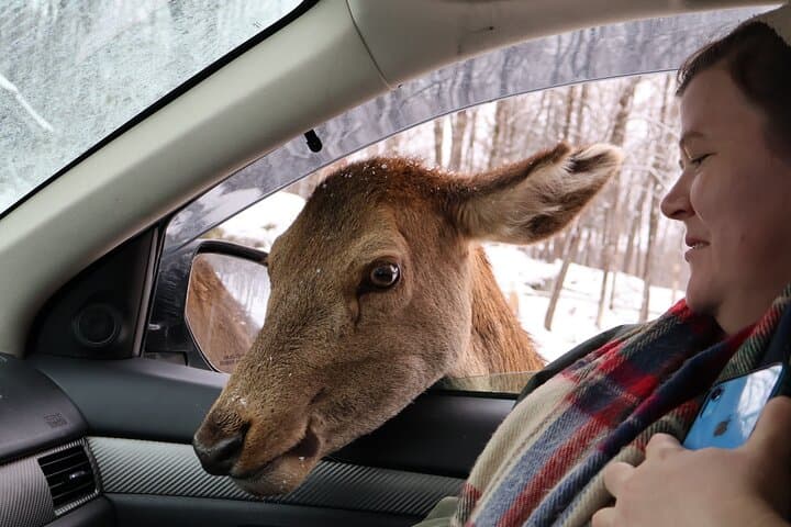 Omega Park Wildlife Safari: Day Trip from Montreal to See Deer, Bison & Wolves photo 2