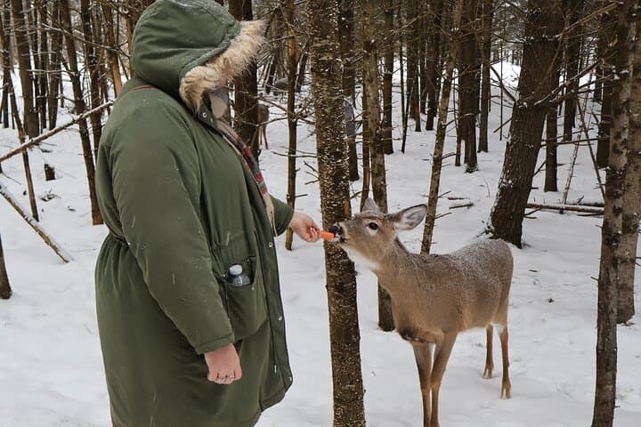 Omega Park Wildlife Safari: Day Trip from Montreal to See Deer, Bison & Wolves photo 3