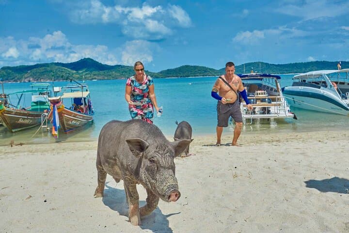Pig Island Speedboat Snorkel Tour from Koh Samui — Koh Madsum & Koh Tan Day Trip photo 3