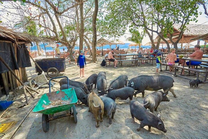 Pig Island Speedboat Snorkel Tour from Koh Samui — Koh Madsum & Koh Tan Day Trip photo 6