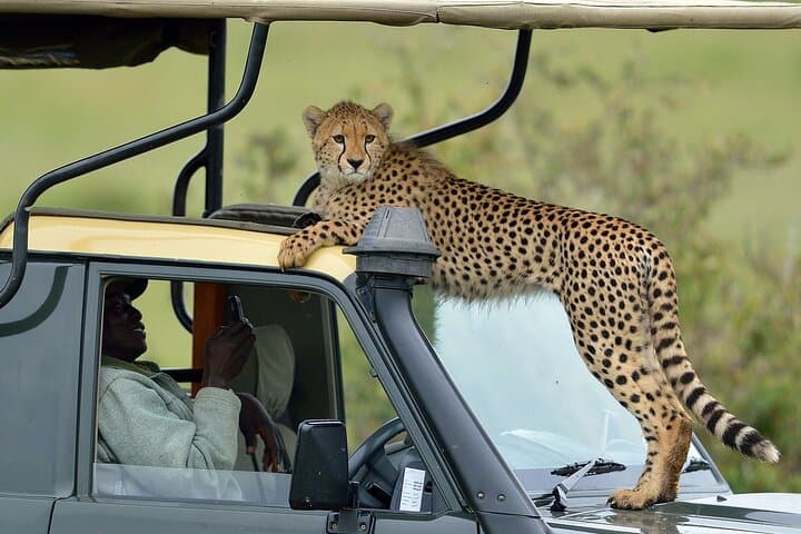 3-Day Maasai Mara Group Safari: 4x4 Land Cruiser Game Drives & Tented Camp photo 3