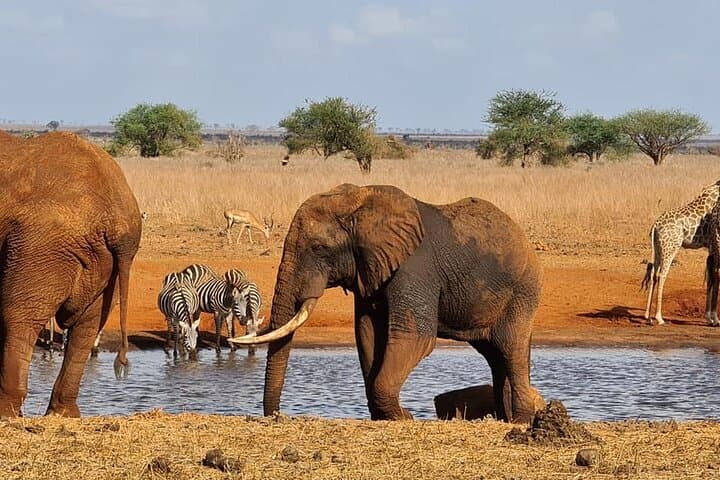 5-Day Affordable Kenya Wildlife Safari — Amboseli, Tsavo West & Tsavo East photo 5