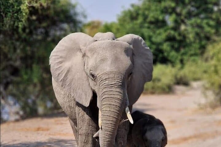 Full-Day Pilanesberg Big Five Safari: Ultimate Game Drive from Pretoria