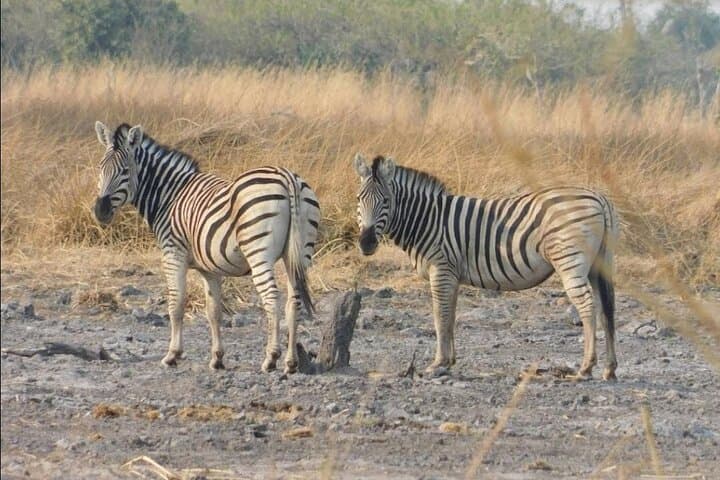 Full-Day Pilanesberg Big Five Safari: Ultimate Game Drive from Pretoria photo 2