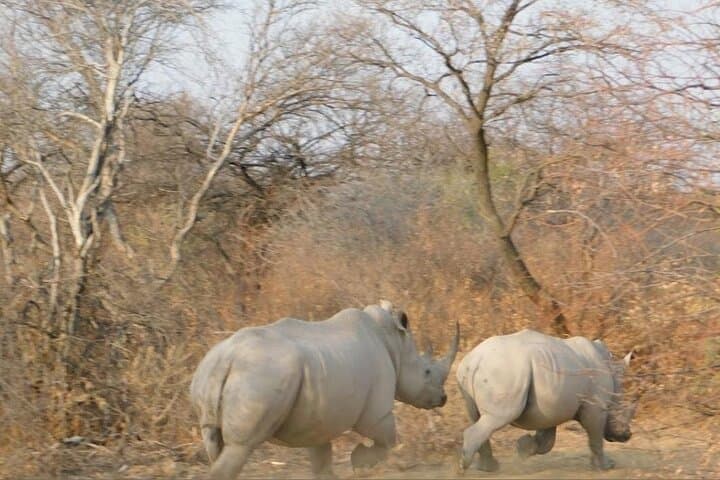 Full-Day Pilanesberg Big Five Safari: Ultimate Game Drive from Pretoria photo 3