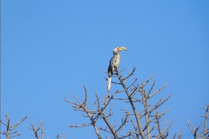 Full-Day Pilanesberg Big Five Safari: Ultimate Game Drive from Pretoria photo 4