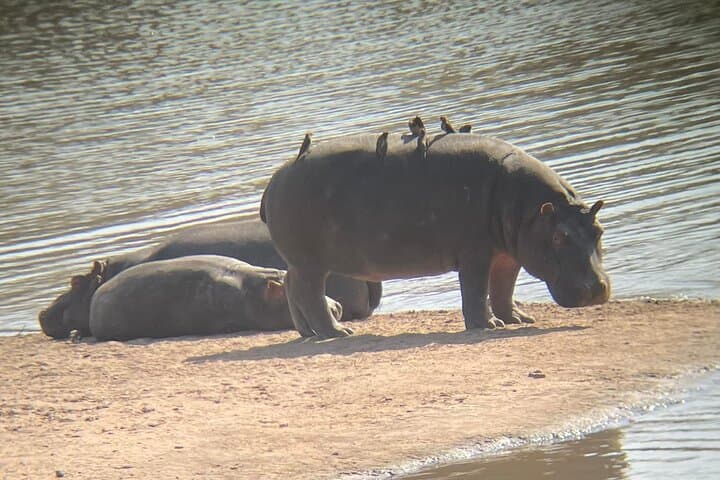 Full-Day Pilanesberg Big Five Safari: Ultimate Game Drive from Pretoria photo 5