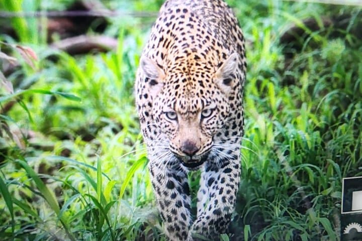 Full-Day Pilanesberg Big Five Safari: Ultimate Game Drive from Pretoria photo 6