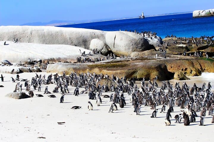 Robben Island and Boulders Beach: Penguins, Prison Cells & Chapman's Peak Drive photo 3