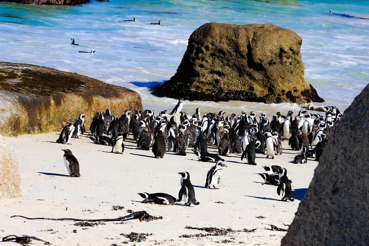 Robben Island and Boulders Beach: Penguins, Prison Cells & Chapman's Peak Drive photo 4