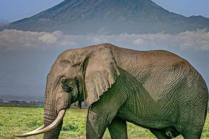 Overnight Amboseli Safari: Elephants, Kilimanjaro Views & Luxury Camping photo 5