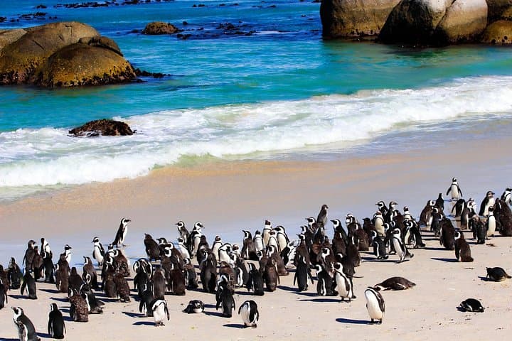 Robben Island and Cape Peninsula Full-Day Tour: Robben Island, Boulders Beach & Cape Point photo 4
