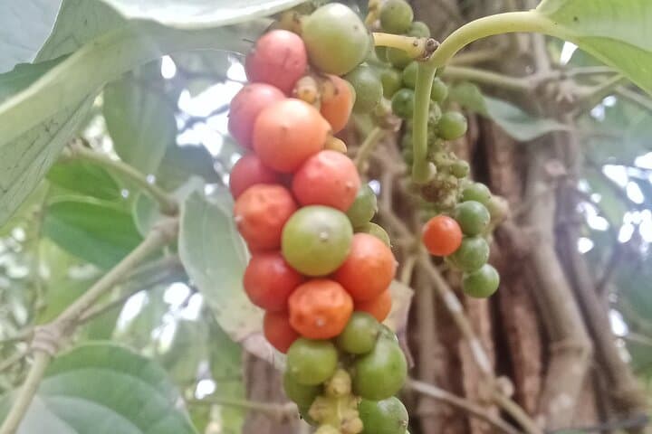Kampot Pepper Farm, Secret Lake & Salt Fields Day Tour photo 4
