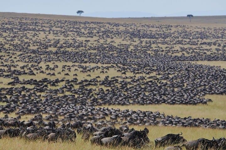 3-Day Masai Mara Classic Wildlife Safari: Big Five & Great Migration photo 4