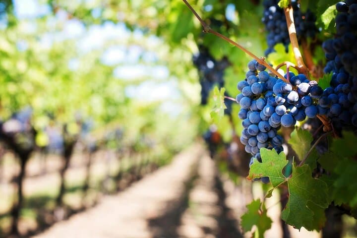 Cape Winelands Wine Tasting and Cheese Platters Day Tour — Stellenbosch & Franschhoek photo 2