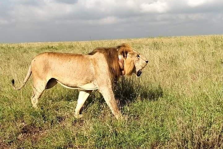6-Day Tsavo Safari and Mombasa Beach Escape: From Red Elephants to Coral Reefs photo 4