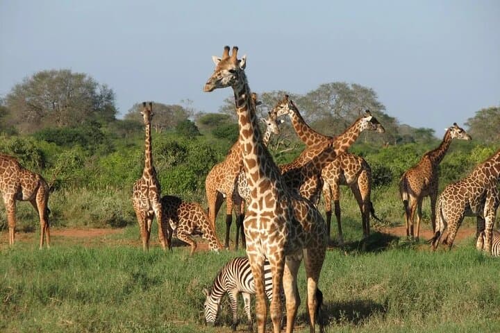 3-Day Masai Mara Classic Wildlife Safari: Big Five & Great Migration photo 6