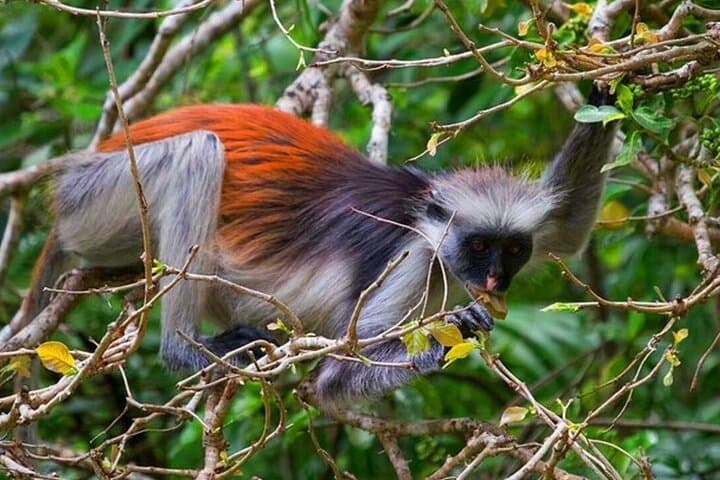 Jozani Forest Half-Day: Red Colobus, Mangroves & Island Forest Walk