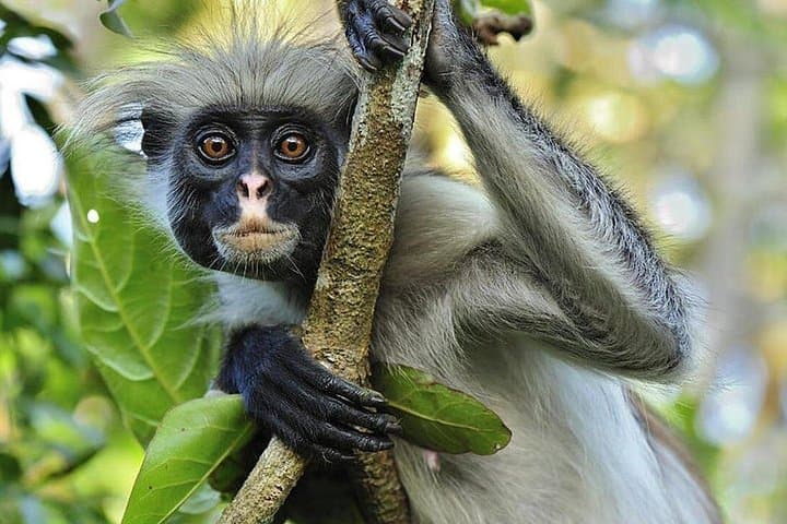 Jozani Forest Half-Day: Red Colobus, Mangroves & Island Forest Walk photo 2