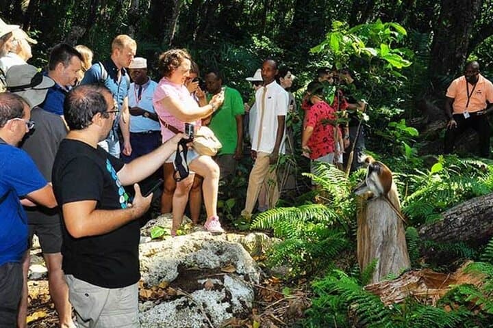 Jozani Forest Half-Day: Red Colobus, Mangroves & Island Forest Walk photo 3