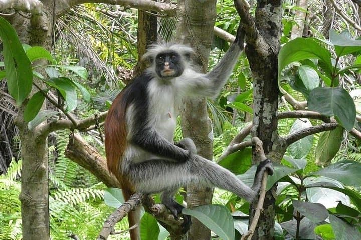 Jozani Forest Half-Day: Red Colobus, Mangroves & Island Forest Walk photo 4
