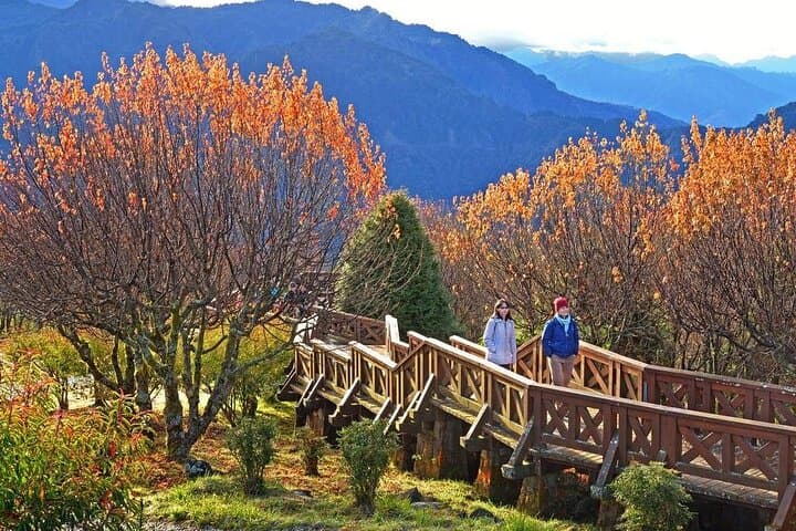 Alishan National Forest: Sunrise, Sea of Clouds & Ancient Cypress Trails photo 1